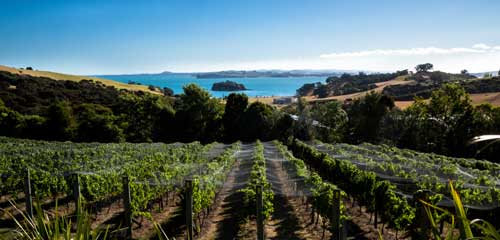 Waiheke Island vineyard